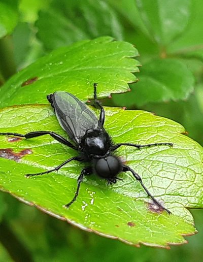 Mouche de la saint-Marc (Bibio marci)