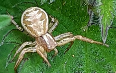 Petite araignée (Xysticus cristatus)