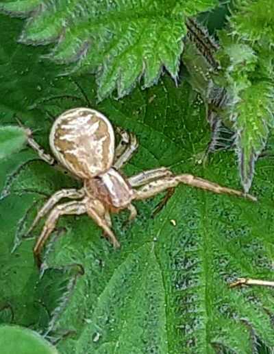 Petite araignée (Xysticus cristatus)