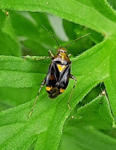 Liocoris tripustulatus