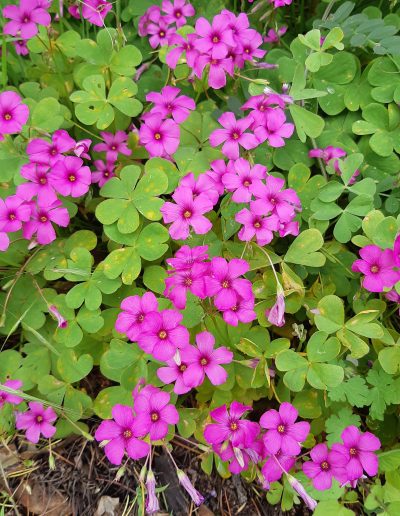 Oxalis articulé