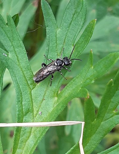 Hylée (petite abeille noire)