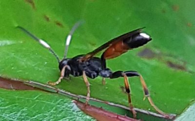 Un ichneumon (de la même famille que les guêpes)