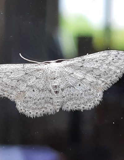 La Vieillie (Idaea seriata)