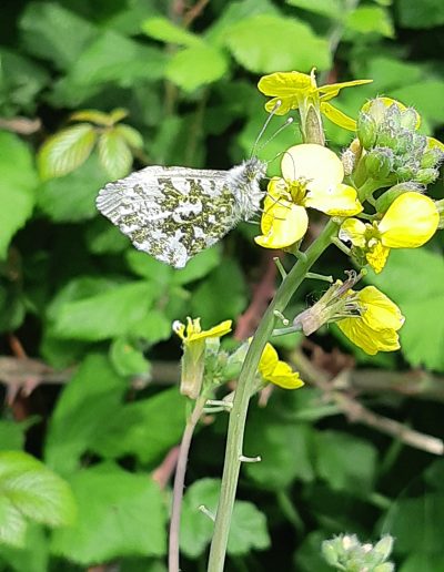 Aurore (Anthocharis cardamines)