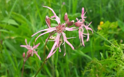 Lychnis fleur de coucou