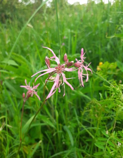 Lychnis fleur de coucou