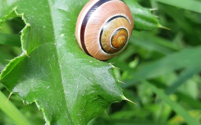 Un petit escargot des jardins