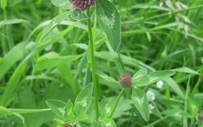 Trèfle des prés (Trifolium pratense)