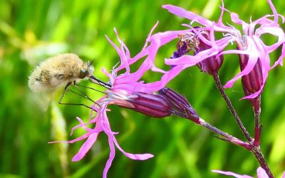 Bombyle (Bombylius sp) (minor)