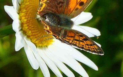 Cuivré fuligineux (femelle) (Lycaena tityrus)