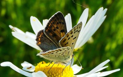 Cuivré fuligineux (mâle) (Lycaena tityrus)