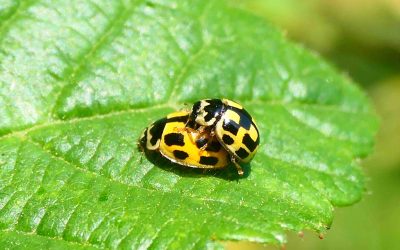 Coccinelle à damier (Propylea quatuordecimpunctata)