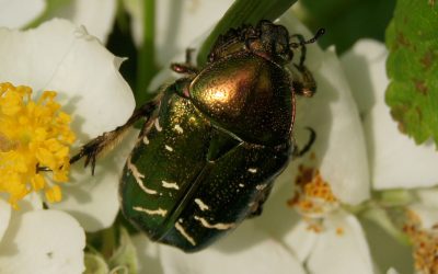 Cétoine dorée (Cetonia aurata)