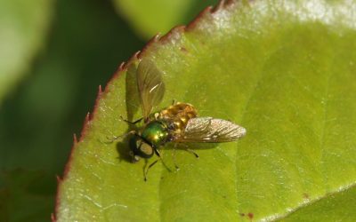 Chloromye agréable (Chloromyia formosa)