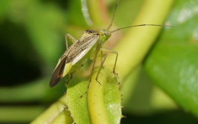 Petite punaise (Adelphocoris lineolatus)