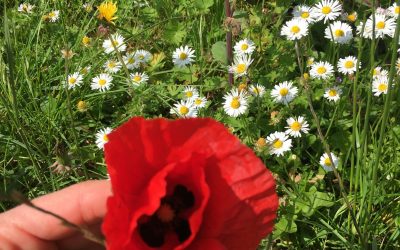 Coquelicot