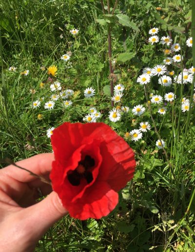 Coquelicot