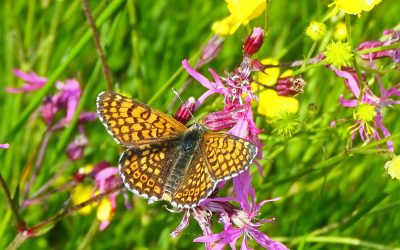 Mélitée du plantain (Melitaea cinxia)