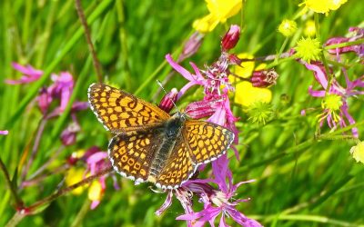 Mélitée du plantain (Melitaea cinxia)