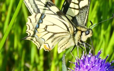 Machaon (Papilio machaon)