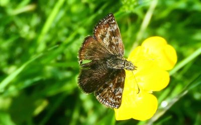 point de Hongrie (Erynnis tages)