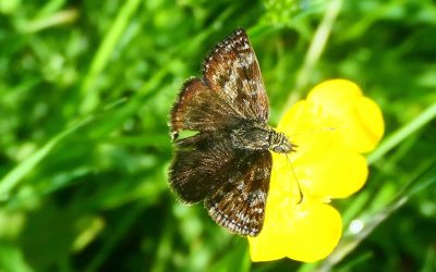 point de Hongrie (Erynnis tages)