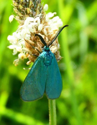 Turquoise (Adscita statices)