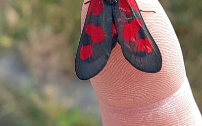 Zygène du trèfle (Zygaena trifolii)