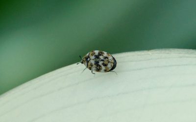 Minuscule coléoptère (genre Anthrenus)