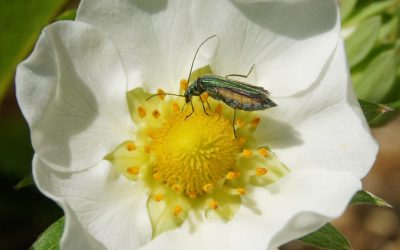 Oedemère noble (femelle) sur une fleur de fraisier