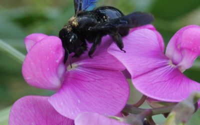 Xylocope violet (abeille charpentière)