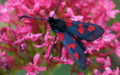 Zygène du trèfle (Zygaena trifolii)