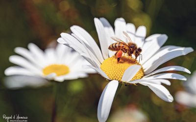 abeille domestique