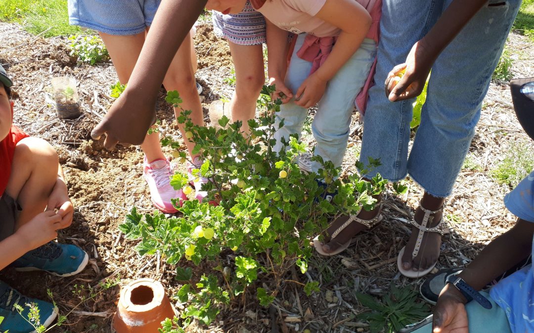 Atelier plantation des boutures et d’oyas avec les enfants de l’école des Landes