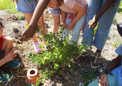 Atelier plantation des boutures et d’oyas avec les enfants de l’école des Landes