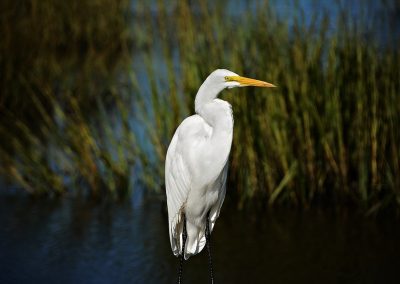 Les milliers d’oiseaux de l’étang de Careil