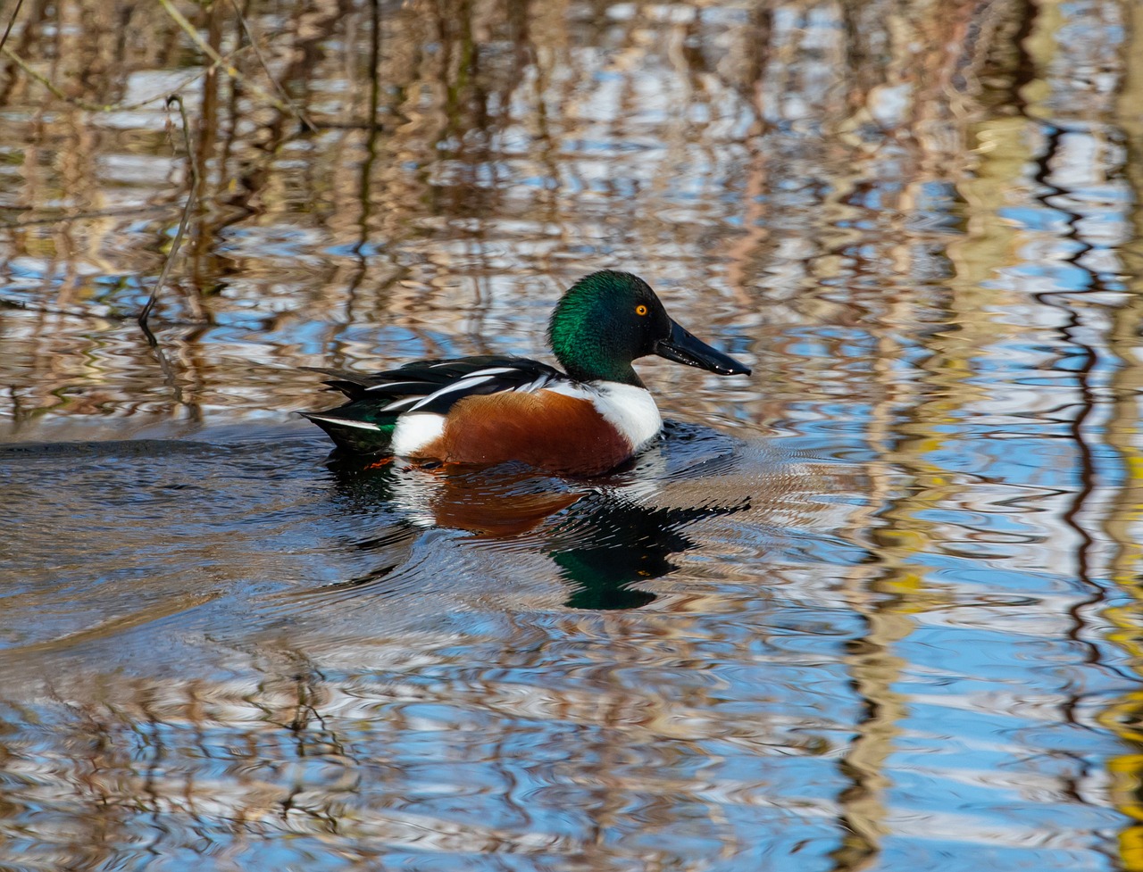 shoveler-duck-4907884_1280
