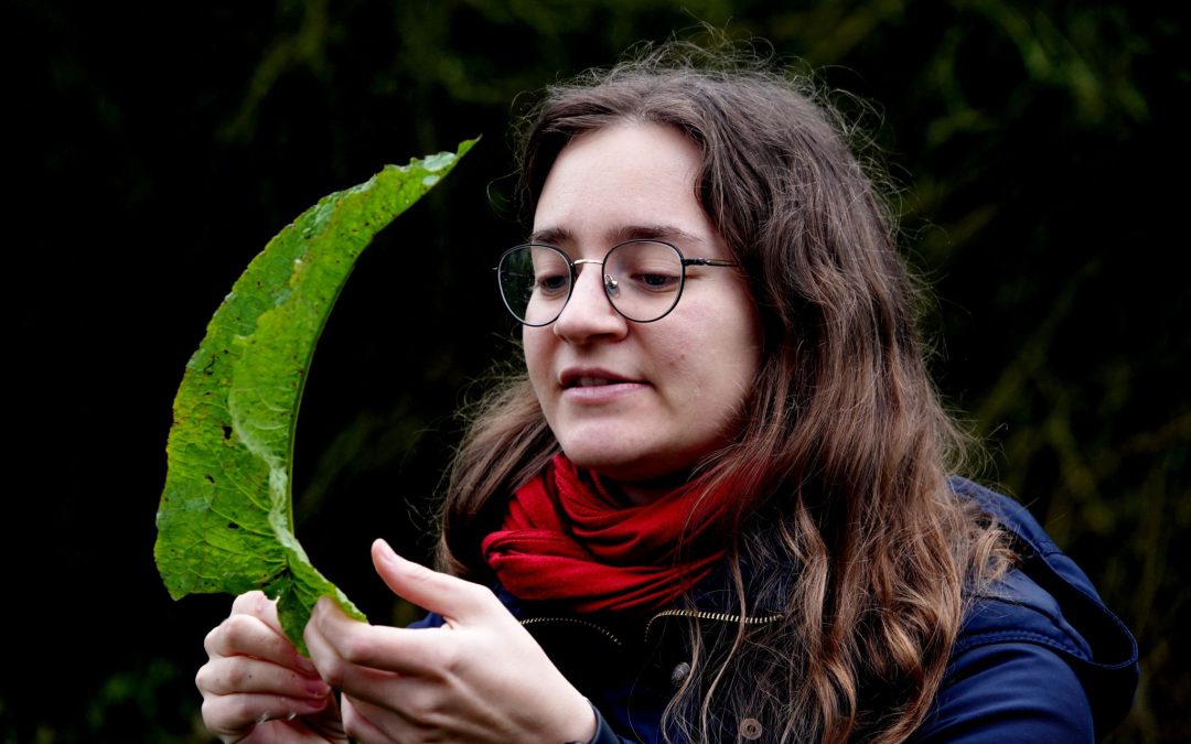 Balade plantes sauvages de Chantepie