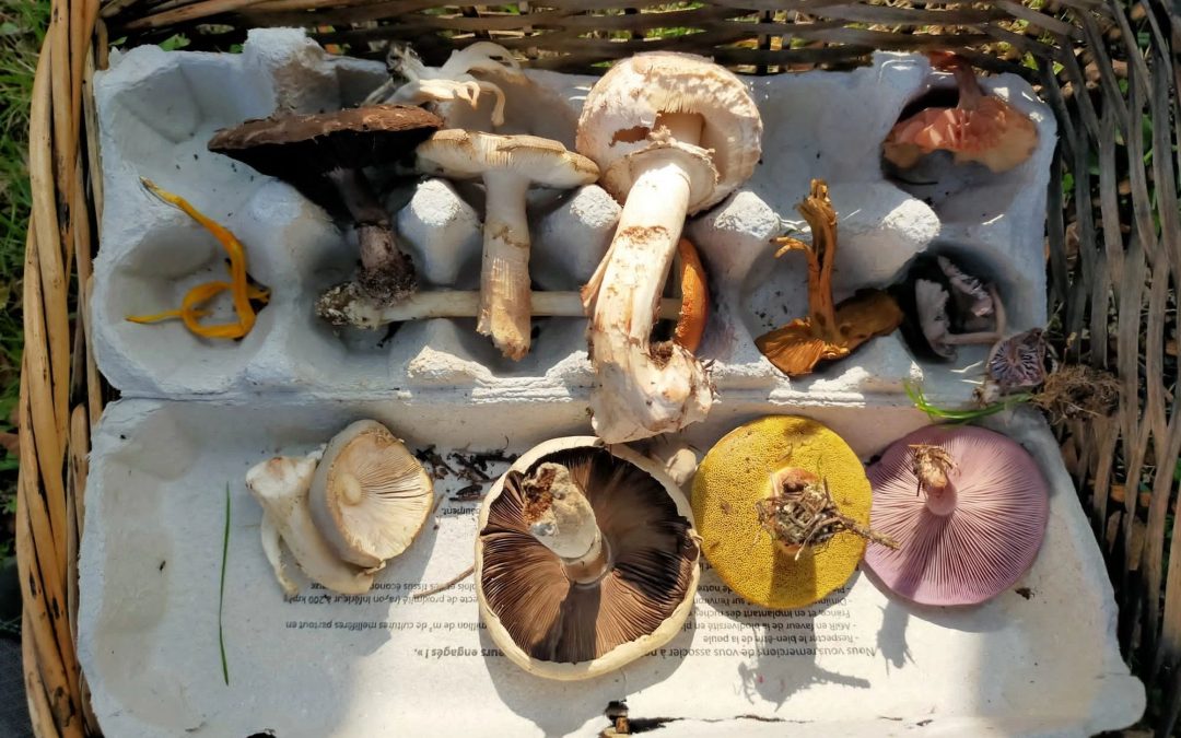 Balade champignon : Résidence Les Chênes (EHPAD)