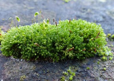 Balade nature : mousses, lichens et champignons