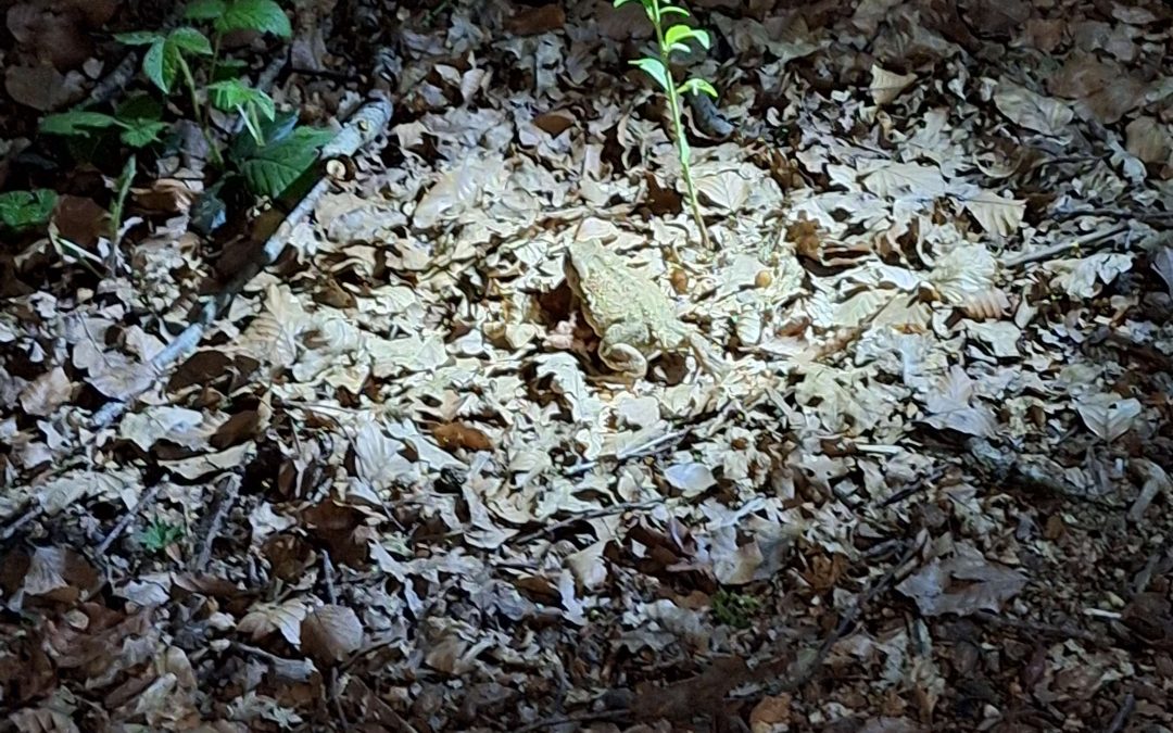 Balade nature : les salamandres