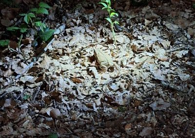 Balade nature : les salamandres